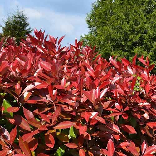 A close up of the foliage of a red tip photinia growing in the garden.