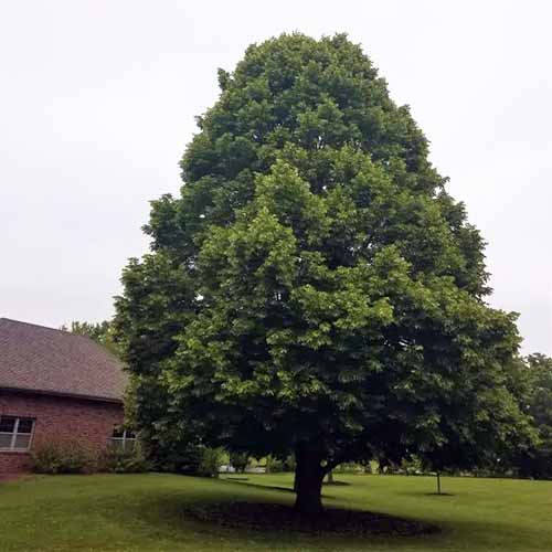 A square image of a single Tilia 'Redmond' growing outside a residence.