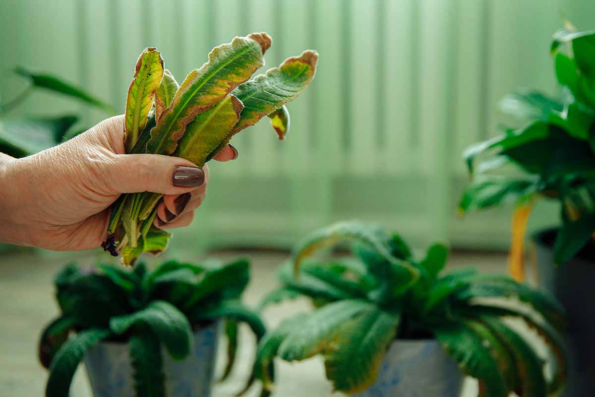A horizontal shot of a hand holding several yellowed leaves of an indoor Streptocarpus after pruning. Pots are out of focus in the background.