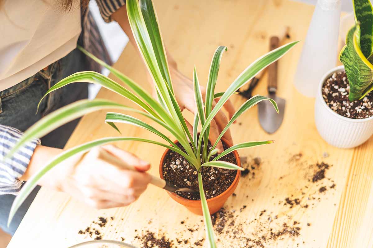 A horizontal shot from above of a gardener repotting a spider plant into a terra cotta colored pot.