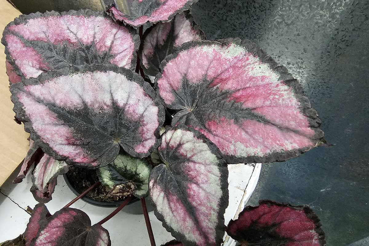 A close up horizontal image of the variegated foliage of a rex begonia houseplant.