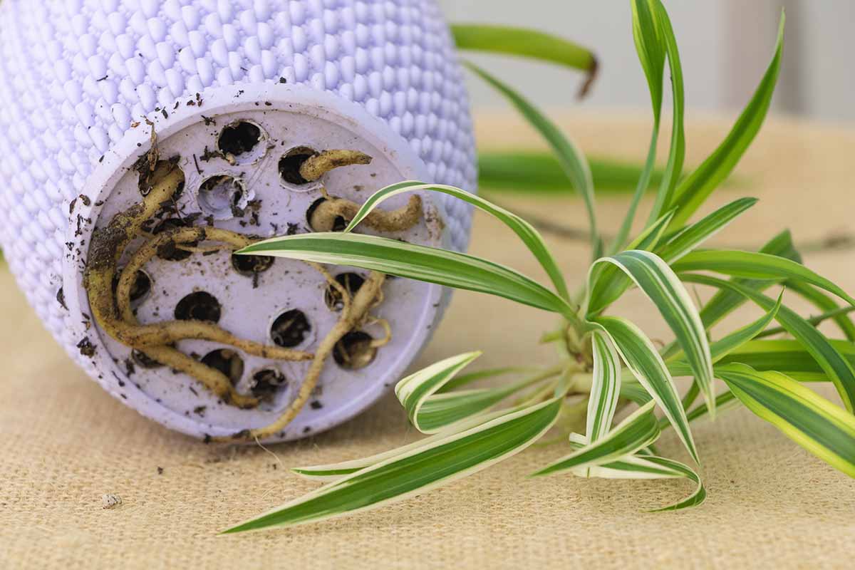 Do Spider Plants Need Good Drainage At Ashley Smalley Blog Do Spider Plants Need Good Drainage At Ashley Smalley Blog