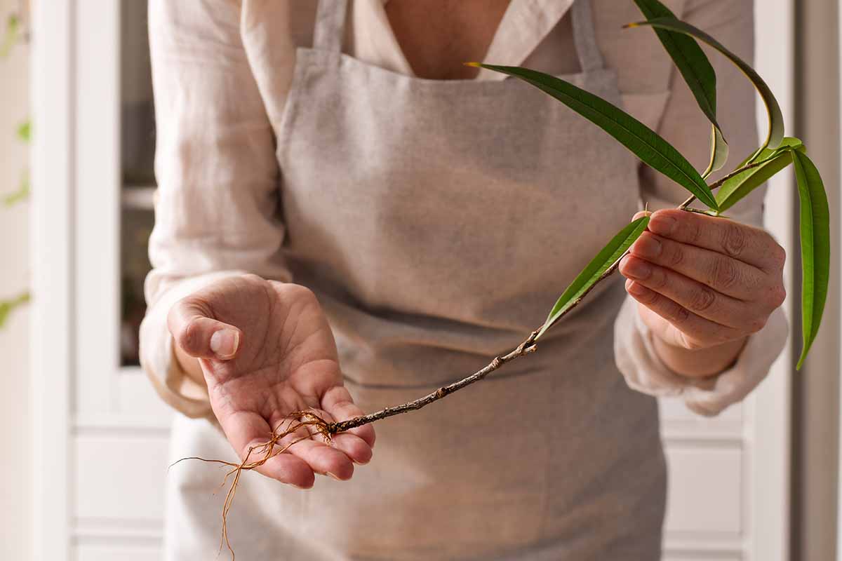 A horizontal shot of a woman holding a propagated banana leaf fig stem with fresh roots indoors.