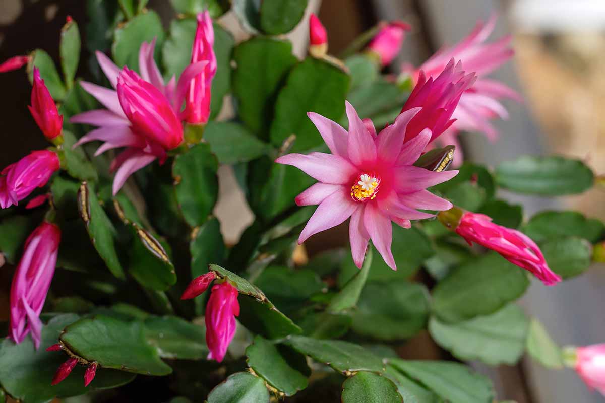 A close up horizontal image of a rose Easter cactus in full bloom.