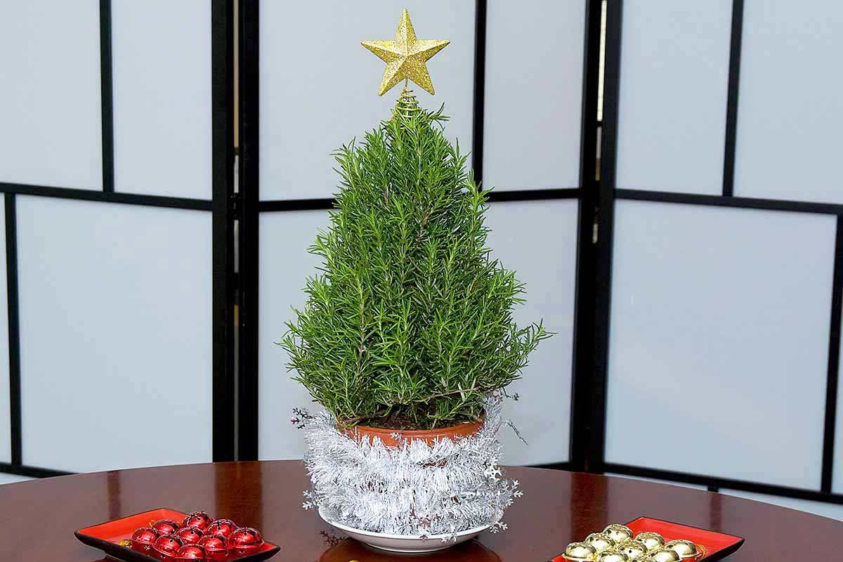 A horizontal image of a rosemary Christmas tree sitting on a wooden table. The tree is in a terra cotta pot wrapped in shiny garland and a gold star sits on top.