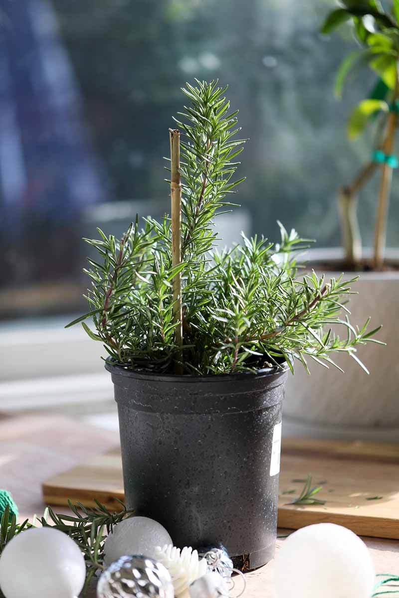 A vertical image of a rosemary tree in a black nursery pot. The pot is surrounded by white Christmas ornaments.