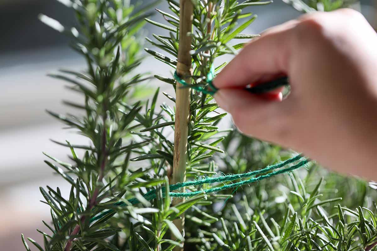 A horizontal close up shot of a hand tying a green piece of string around a stake and a branch of a rosemary plant.