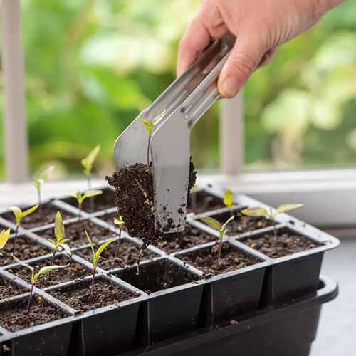 A square close up of a seedling tray full of sprouts. A hand is holding metal transplant tongs and pulling a seedling from the tray.