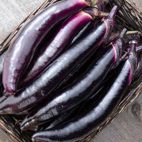 A square image of freshly harvested 'Shikou' eggplants in a wicker basket on a wooden surface.