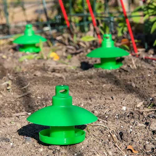 A vertical image of plastic green traps for slugs and snails placed in outdoor garden soil.