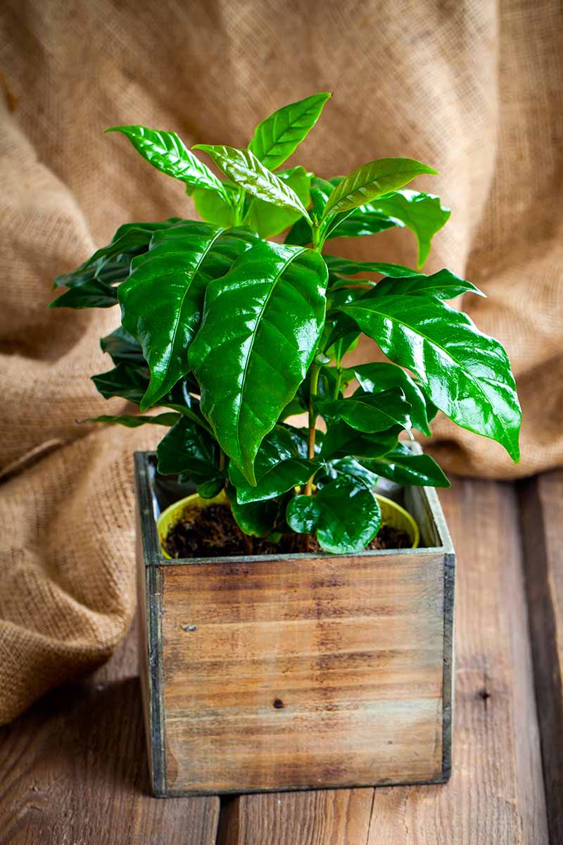 A close up vertical image of a coffee plant growing in a small square wooden pot set on a table indoors.