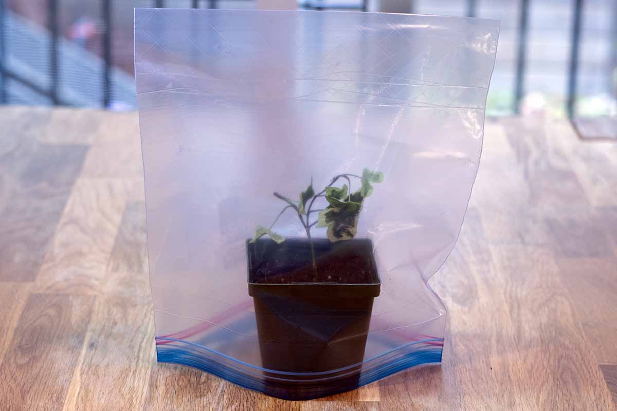A horizontal shot of a small black nursery pot with two small ivy cuttings sticking out of the soil in the top. Over the entire pot is an inverted ziplock bag.