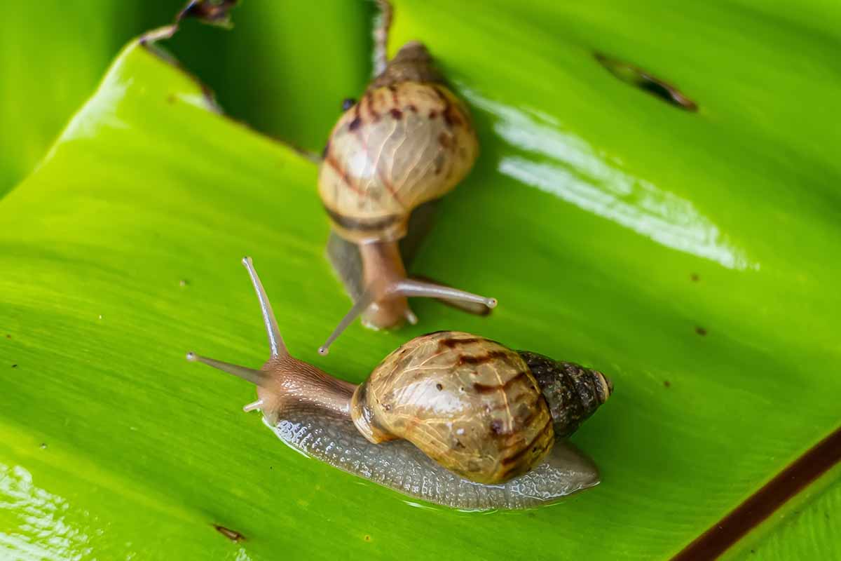 A horizontal image of a pair of snails on a shiny green leaf.