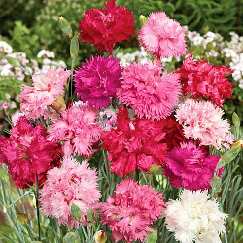 A close up square image of Sonata mixed dianthus flowers growing in the garden.