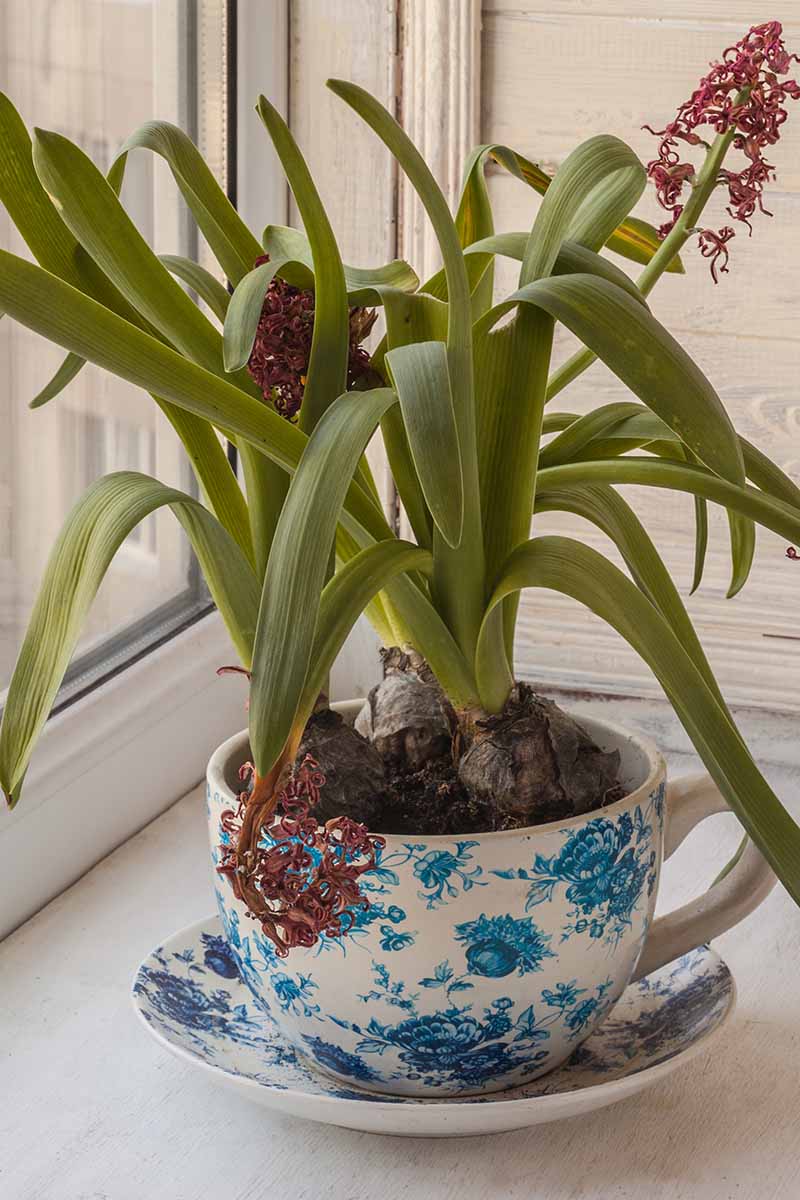 A vertical shot of a hyacinth plant growing in a blue and white teacup. The blooms are spent and hanging down off of the shoots.