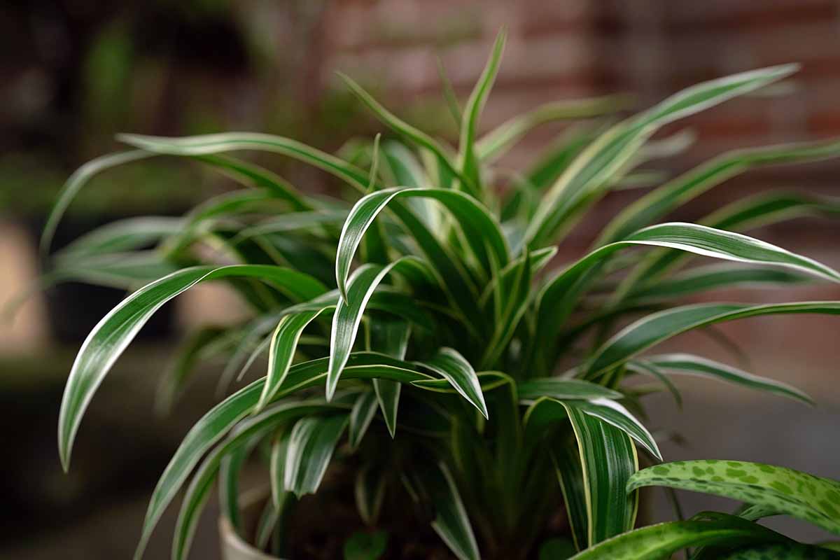 A close up horizontal image of the variegated foliage of a spider ivy aka Chlorophytum comosum growing in a pot in a dark spot indoors.