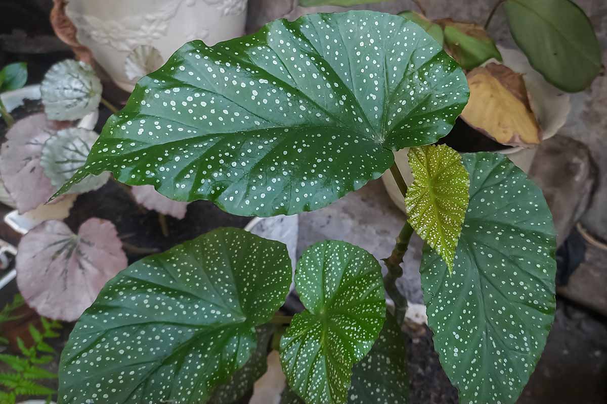 A close up horizontal image of the green, spotted foliage of Begonia 'Corallina de Lucerna' growing in a pot indoors.
