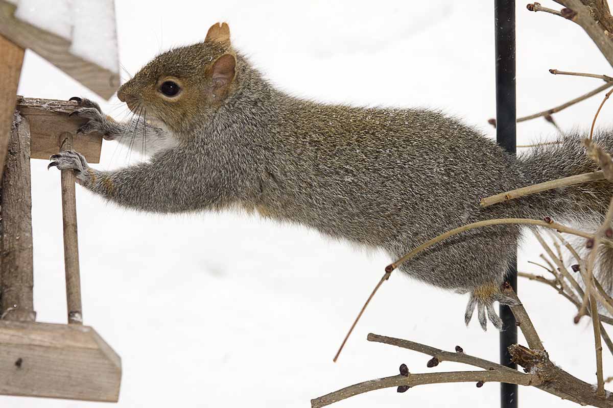 A horizontal shot of a squirrel stretching from a branch over to a feeder trying to find something to eat in the snowy winter garden.