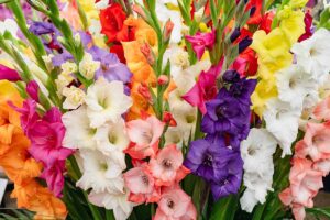 A close up horizontal image of colorful gladiolus flowers growing in the garden.
