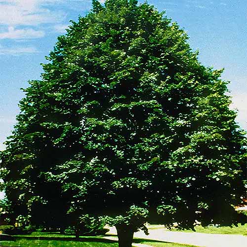 A square image of a large 'Sterling' linden tree pictured in bright sunshine on a blue sky background.