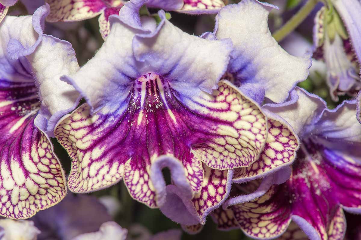 A horizontal close up of the purple and blue violet flowers of a Streptocarpus Harlequin Lace variety.
