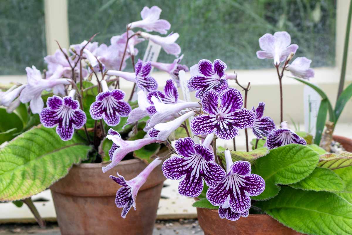 A horizontal shot of two pots of Streptocarpus on a windowsill. The plants are potted in terra cotta pots and are full of white and violet colored blooms.