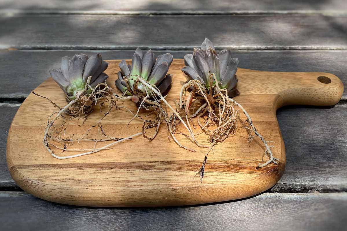 A horizontal photo of damaged succulents lying with roots exposed a wooden cutting board.