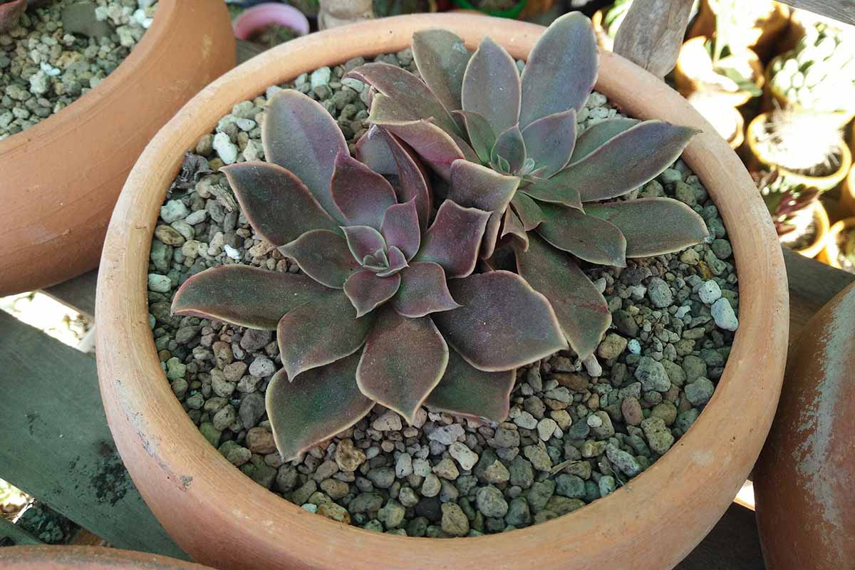 A horizontal photo of a terra cotta pot filled with pea stone and two succulent plants growing in the middle.