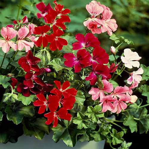 A close up square image of mixed red and pink ivy geraniums growing in the garden.