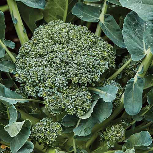 A close up square image of 'Sun King' broccoli growing in the garden.