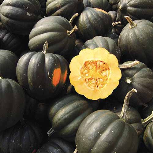 A close up of a pile of 'Sweet Reba' winter squash.