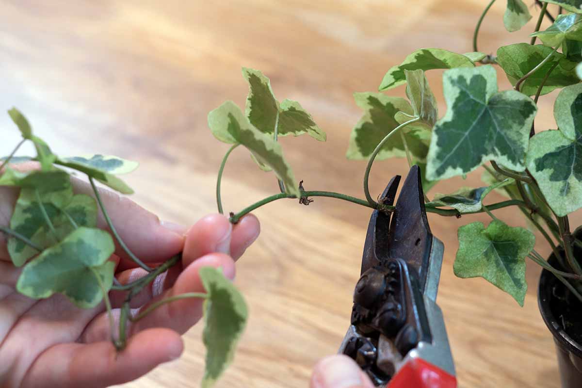 A horizontal close up of a woman's hands holding a sprig of ivy in one hand and snipping the plant with red pruning shears with the other hand.