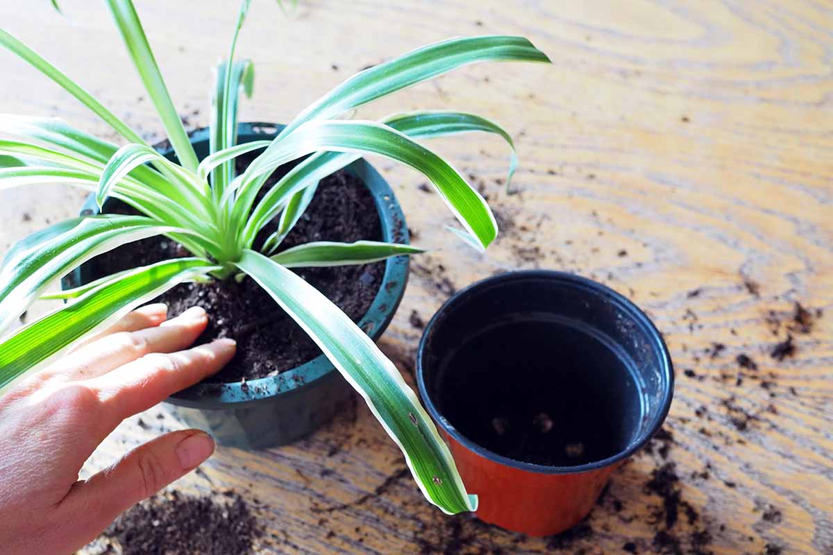 A horizontal shot of two pots. To the right of the frame is a small nursery pot and on the left is a gardener tamping down the soil on the freshly repotted spider plant in a new larger green pot.
