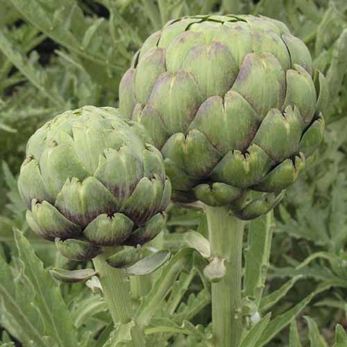 A close up square image of 'Tavor' artichokes growing in the garden.