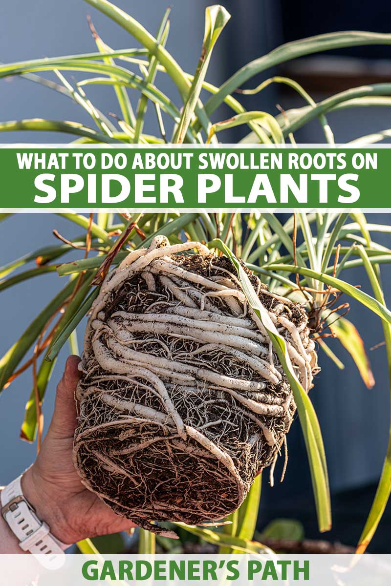 A vertical photo of a hand holding long white roots of a pot bound spider plant. Green and white text run across the center and bottom of the frame.