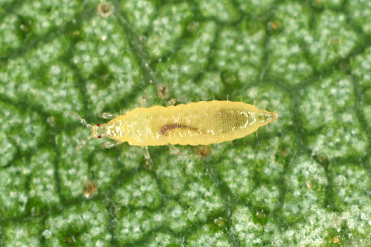 A horizontal closeup image of a translucent yellow thrips on green leaf tissue.