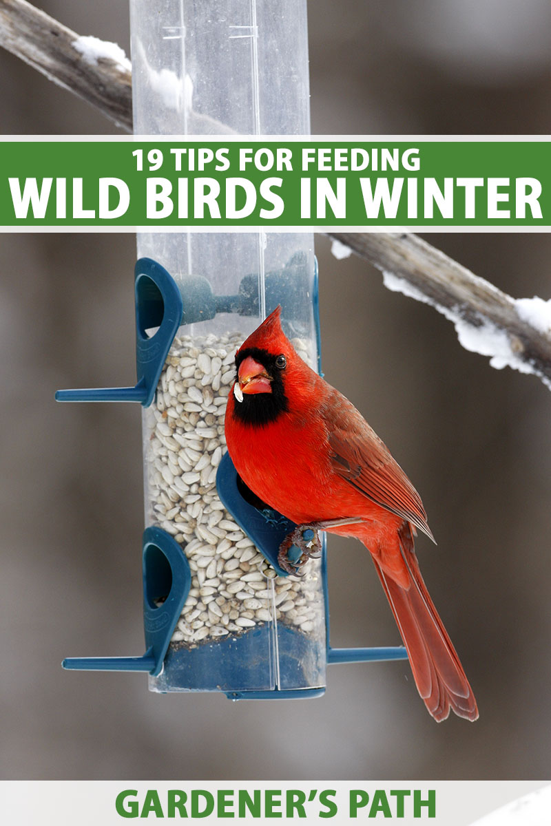 A vertical close up of a tubular bird feeder filled with bird seed and a red cardinal is perched along the side of it. Green and white text runs across the center and along the bottom of the frame.
