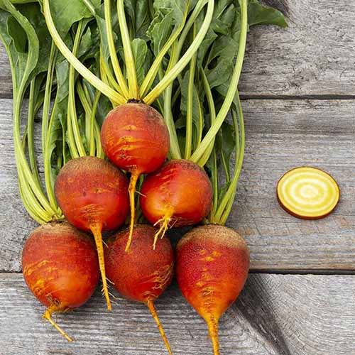 A close up of a bunch of 'Touchstone Gold' beets set on a wooden surface.