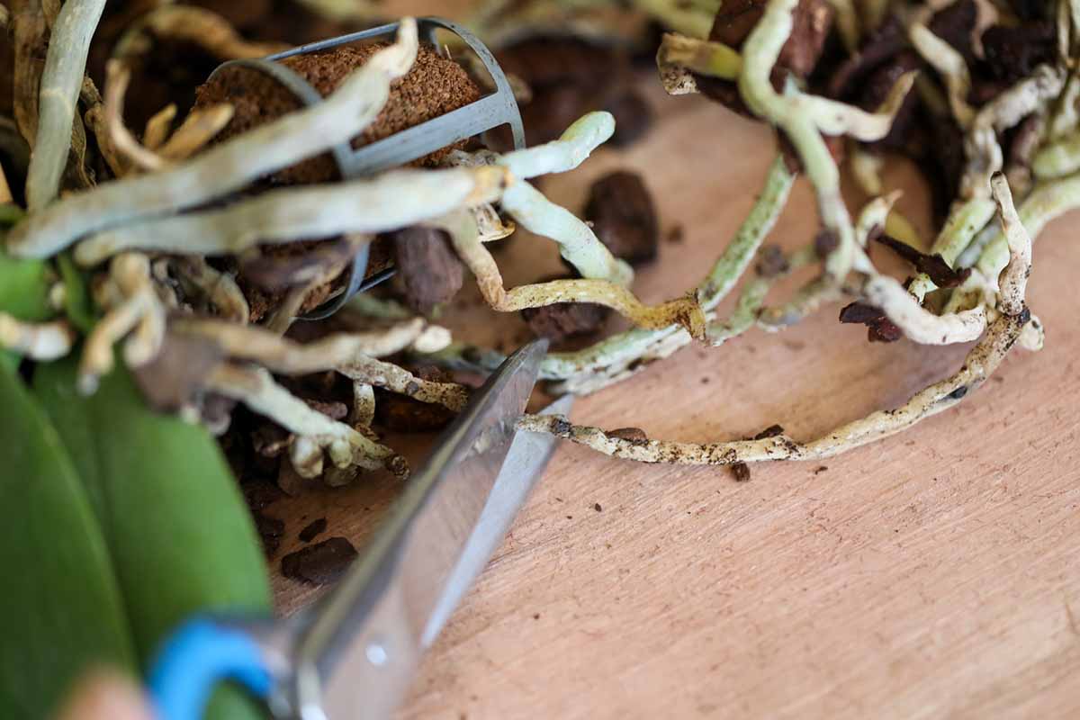 A close up horizontal image of a pair of scissors being used to trim the roots of an orchid ahead of repotting.