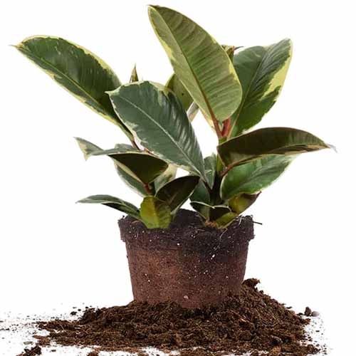 A close up square image of a small variegated rubber tree isolated on a white background.