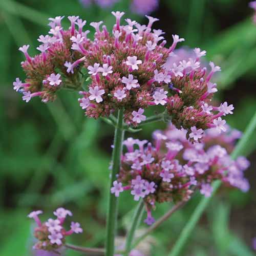 A close up square image of Verbena bonarinensis growing in the garden pictured on a soft focus background.