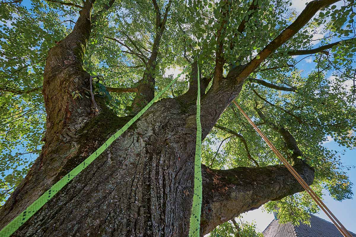 A horizontal image of a view up into the canopy of a large linden tree with ropes for arborists to assist with pruning.