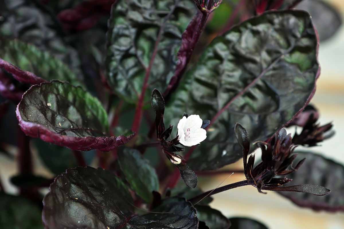 A horizontal image of the white flower of a waffle plant blooming in front of the plant's dark green and purple leaves indoors.