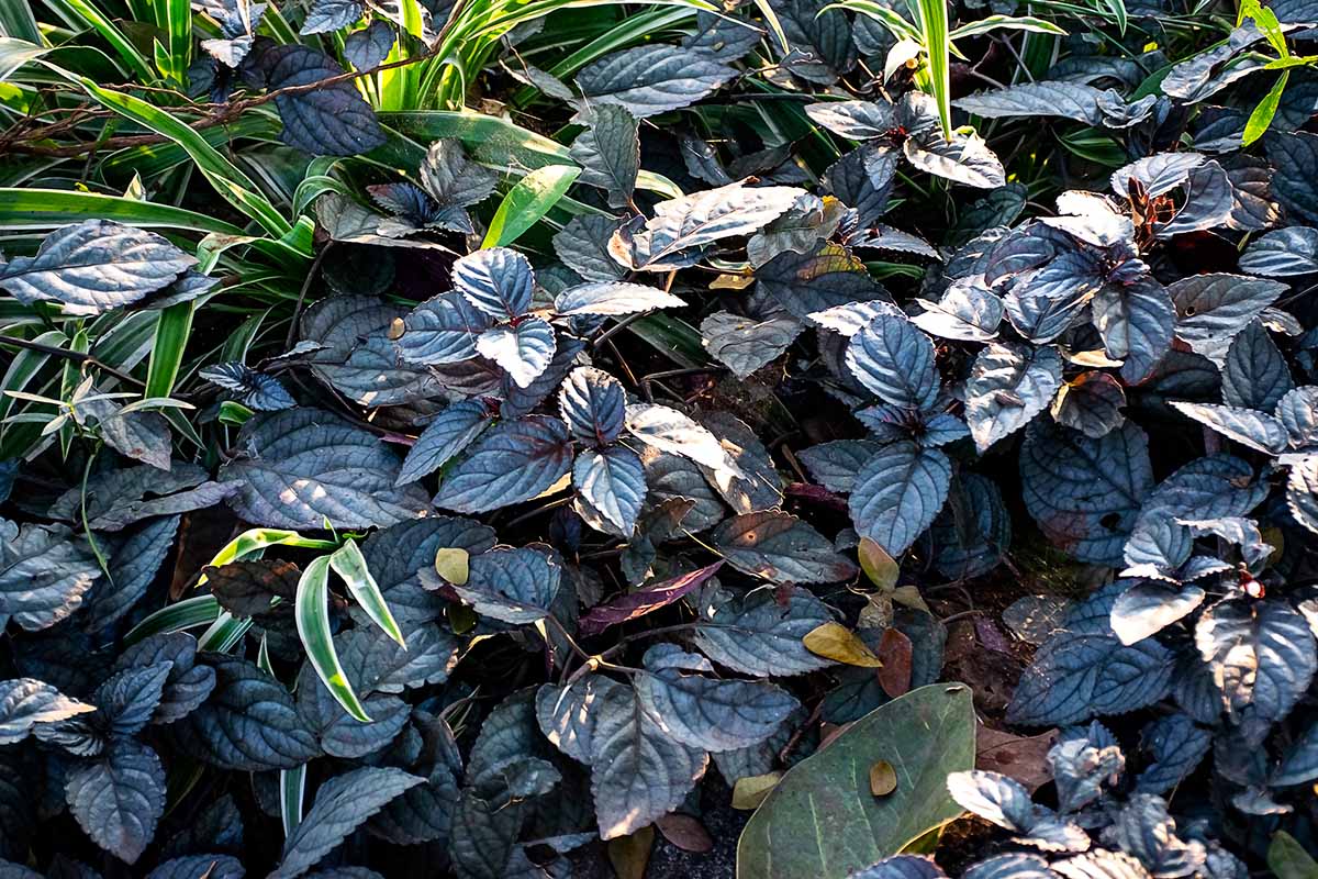 A horizontal image of the purple leaves of a waffle plant growing among other garden plants outdoors.