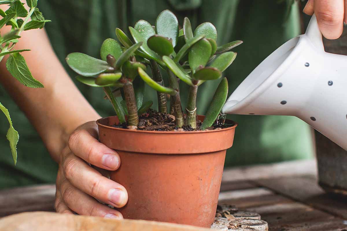 A horizontal shot of a woman gardener watering a jade plant potted in a nursery pot sitting on a wooden table with a white enamel pitcher of water.