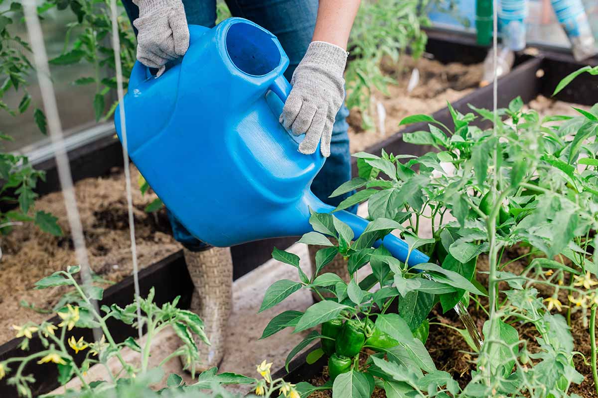 A horizontal closeup of woman in gray gardening gloves holding a blue can watering vegetables in a raised garden bed.