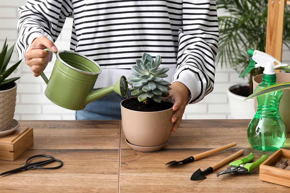 A horizontal shot of a woman in a white and navy striped shirt irrigating a houseplant on a potting bench. The succulent is in a light brown pot and she is watering with a light green can.