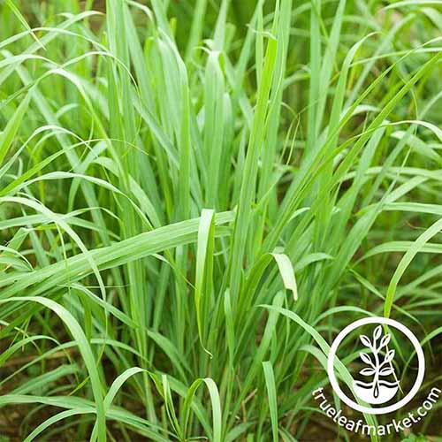 A close up square image of lemongrass growing in the garden. To the bottom right of the frame is a white circular logo with text.