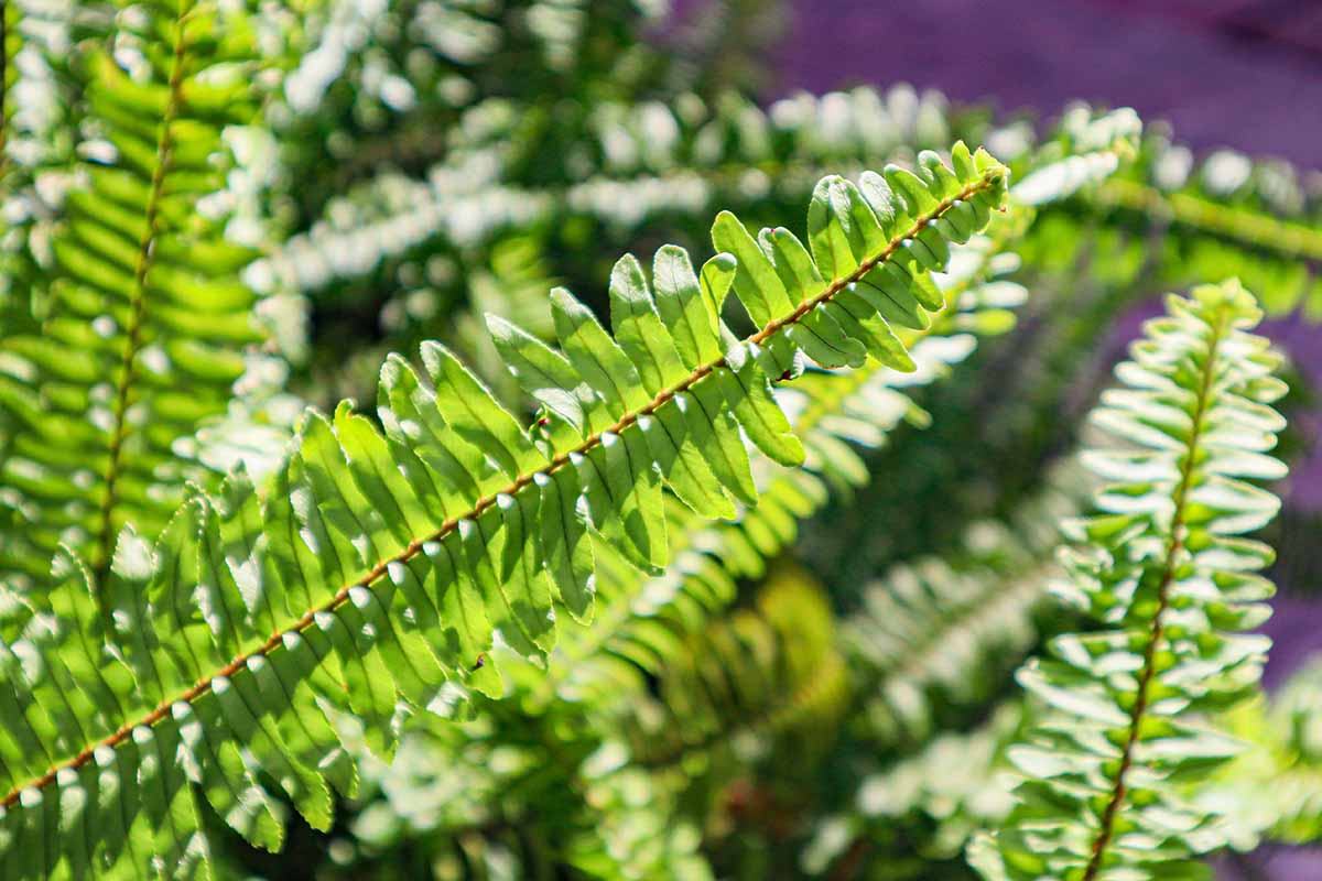 A horizontal close up shot of a western sword fern frond in the foreground with several other fronds out of focus in the background.