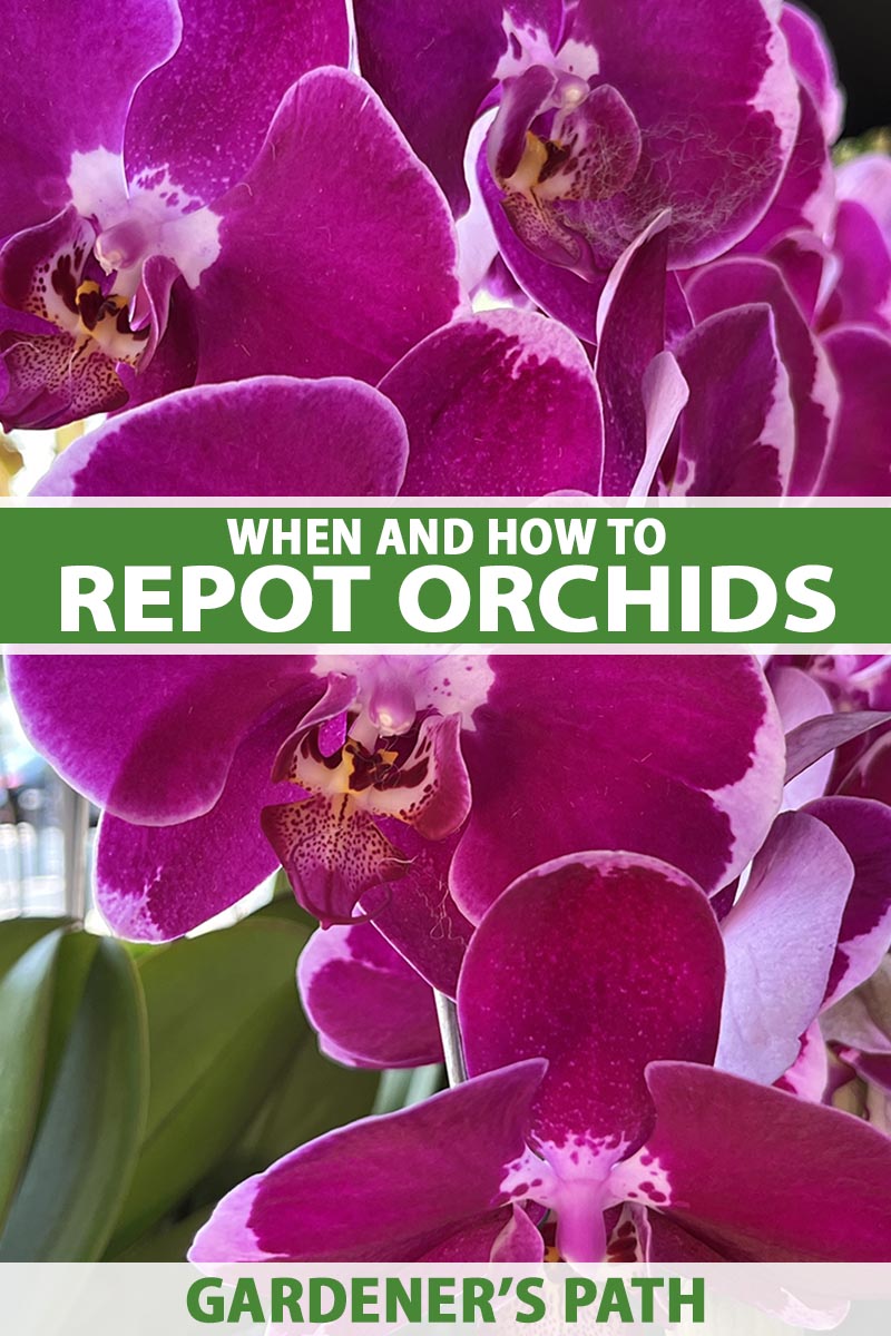 A close up vertical image of deep pink bicolored orchid flowers growing in a pot indoors. To the center and bottom of the frame is green and white printed text.